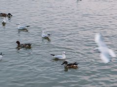 -深圳湾公园(南山区)