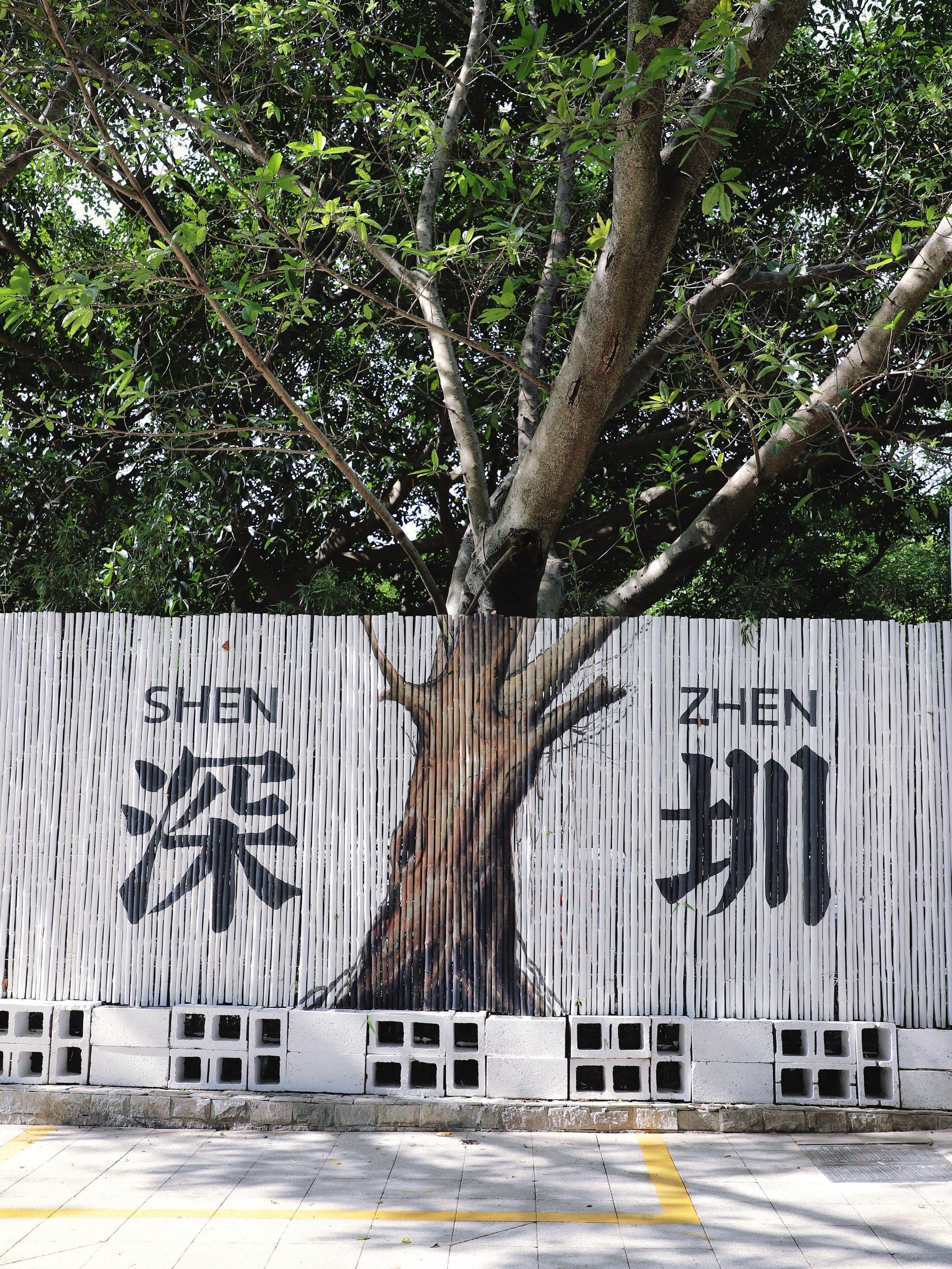 深圳这棵树🌳终于被我发现了‼️