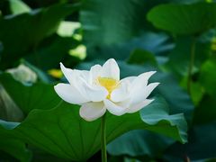 -莲湖公园