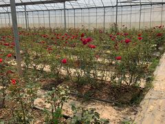 -海上花岛玫瑰园采摘