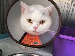 -安安宠医·安宠宠物医院