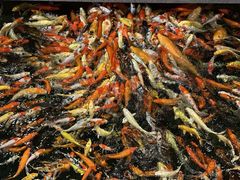 -龙悦湾酒家·八阵鱼生·渔人码头店