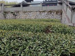 -大唐贡茶院
