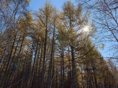 -塞罕坝国家级自然保护区