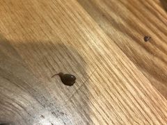 -喜茶(东莞雍华庭店)