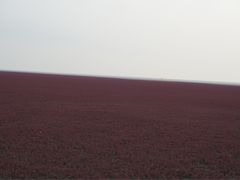 -红海滩国家风景廊道