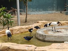 -深圳野生动物园