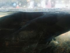 -浔味·山屿湖·正宗淳牌全鱼宴老字号