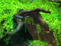 -天空之城·明日世界(南亚店)