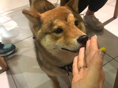 -柴务处·柴犬主题狗咖