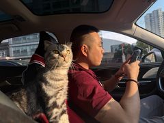 -全心全意连锁动物医院·微创中心·内科急重症·心脏专科(丰管路店)
