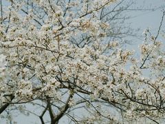 -西北湖绿化广场