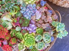 -北马山庄植趣咖啡