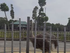 -常州淹城野生动物世界