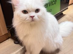 -MOCHA明星猫咖(田子坊店)