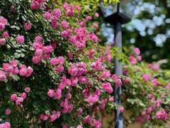 -颐和路民国时期公馆-风貌区