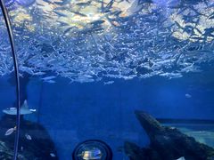 -海合安武汉极地海洋公园