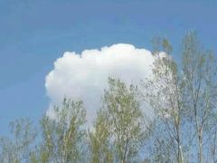 -洛阳郁金香牡丹园