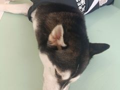 -怪兽屋·羊驼·猫咖·狗咖(俊华广场店)