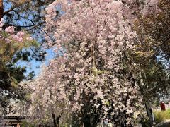 -西安青龙寺遗址景区