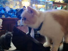 -喵园·猫主题咖啡厅·撸猫·猫咖(国贸店)
