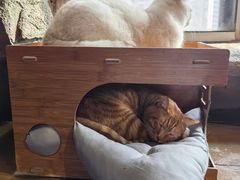 -猫猫幼稚园·撸猫·桌游·电玩