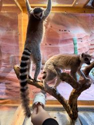 -Zoolung Zoolung动物主题公园(海信广场店)