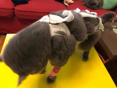 -佳怡动物医院·平价24小时·猫专科骨外科