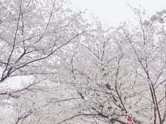 -武汉大学-樱园