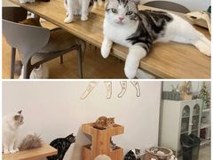 -有喵·猫咖·狗咖·30几只猫10只小狗(岗厦店)