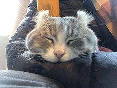 -猫儿山۰猫主题餐厅