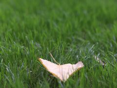 -合肥滨湖国家森林公园