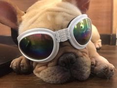 -柯斗斗主题餐厅·狗咖·围炉煮茶·茶饮(国瑞升平里店)