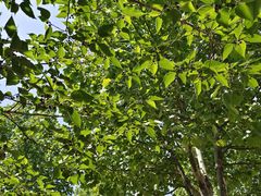 -辛玛王国游乐园