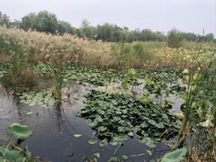 -绿堤公园