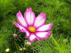 -香蜜公园