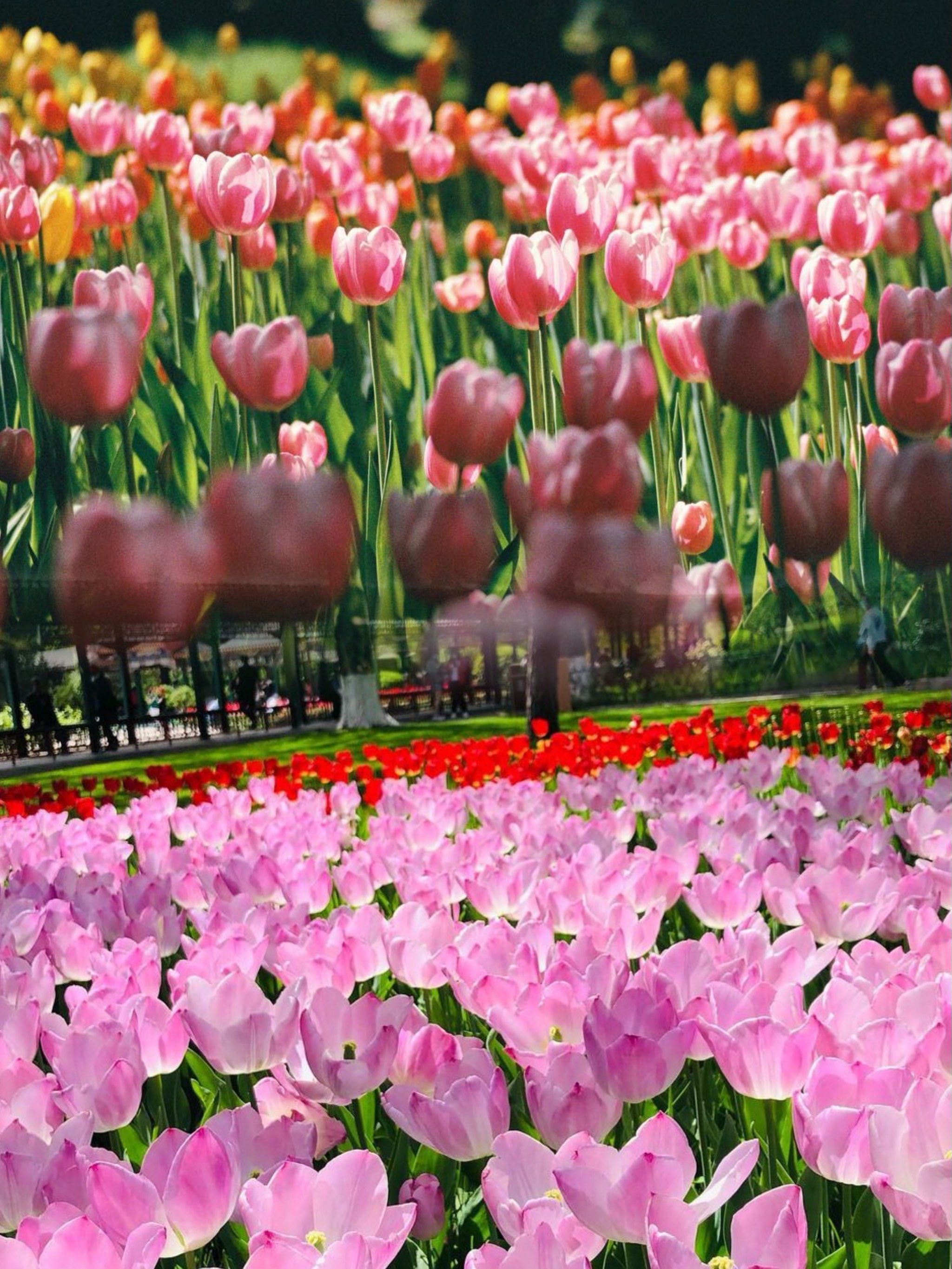 中山公园的郁金香花期,美呆了