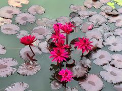 -国家植物园南园