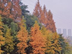 -重庆彩云湖湿地公园
