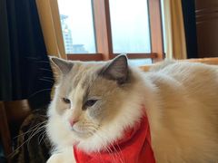 -蓝鲸·缅因猫舍