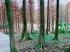 -广州市帽峰山景区