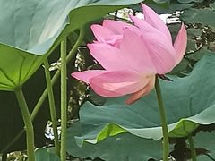 -大宁郁金香公园-停车场