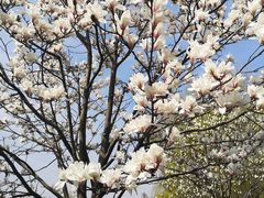 -荷塘月色湿地公园·向阳花洲