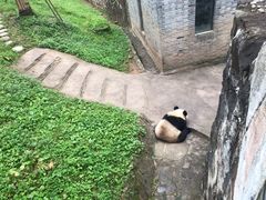 -都江堰中华大熊猫苑
