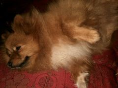 android_upload_pic-四妹餐厅(玫瑰街店)