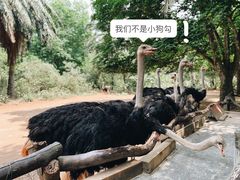 -海南热带野生动植物园