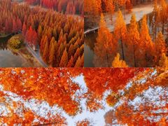 -黄海国家森林公园