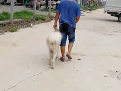 -如家宠物家庭式寄养训练