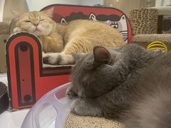 -COLOR PETS 撸猫馆·购猫·猫咖(长风大悦城店)