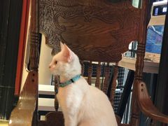 -猫色咖啡·猫咖